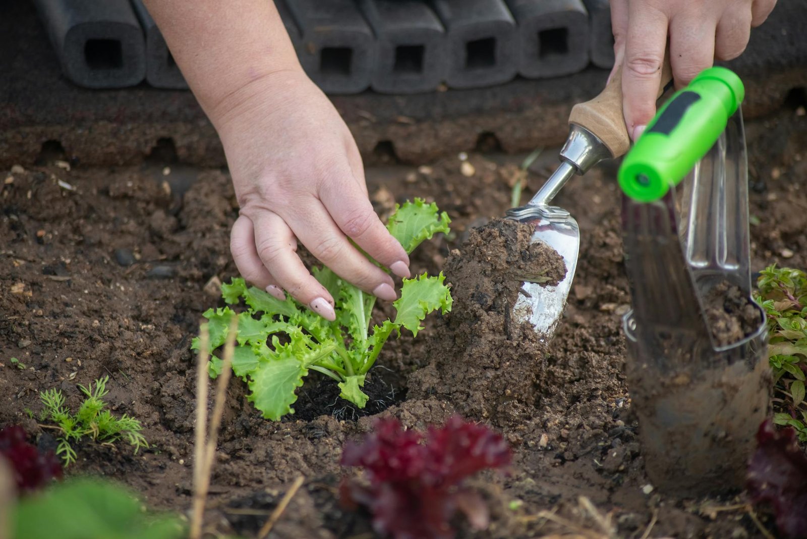 person holding a trowel a vegetable plant