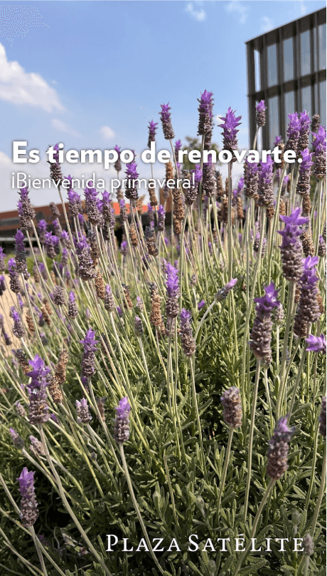 Plaza Satélite celebra la primavera con talleres de huertos urbanos y creatividad botánica